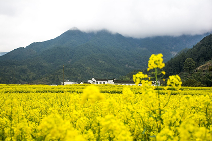 婺源江嶺、篁嶺純玩雙高